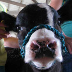 funny farm calf