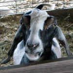 funny farm goat
