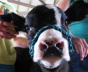 Funny Farm Petting Zoo - calf