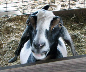 Funny Farm Petting Zoo - goat