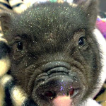 Funny Farm Petting Zoo - hamlet pig